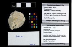 Foto (Objekt + Etikett) von Pithonoton sp.  (NHMW-GEO-1990-0041-4005)